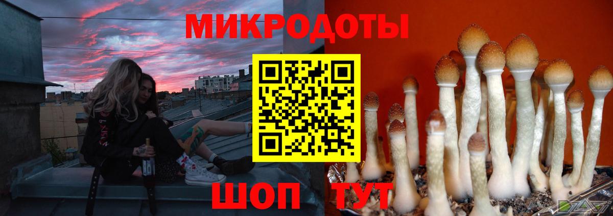 Курчатов  Псилоцибиновые грибы прущие грибы  где продают   Вход с VPN  Псилоцибиновые грибы Psilocybe 